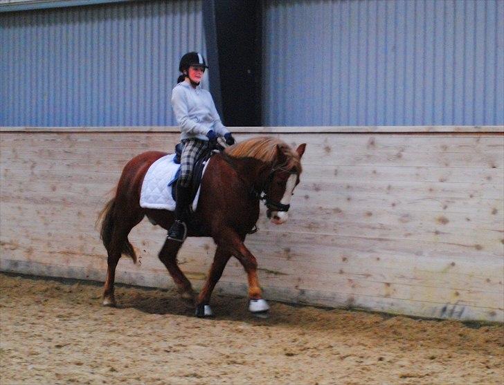 New Forest Damly's Pinocchio - d. 30/10-10 billede 3