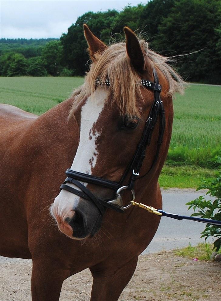 New Forest Damly's Pinocchio - d. 30/6-10  billede 7