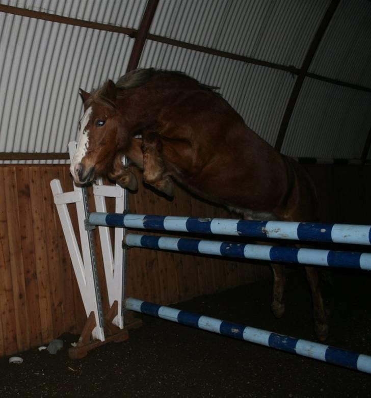 New Forest Damly's Pinocchio billede 4