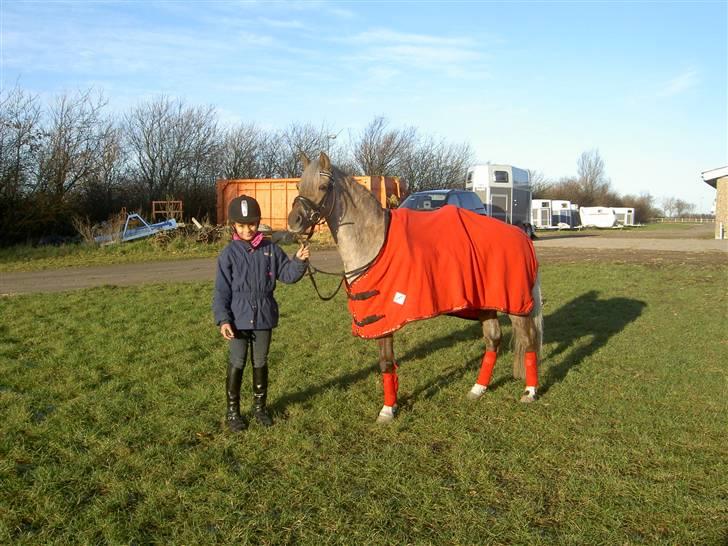 Welsh Pony (sec B) Låddenhøjs Medina** SOLGT** billede 2