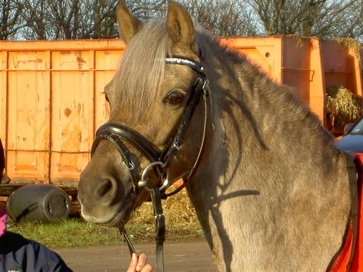 Welsh Pony (sec B) Låddenhøjs Medina** SOLGT** billede 3