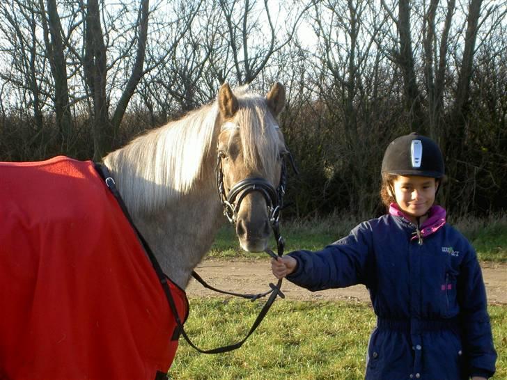 Welsh Pony (sec B) Låddenhøjs Medina** SOLGT** billede 4