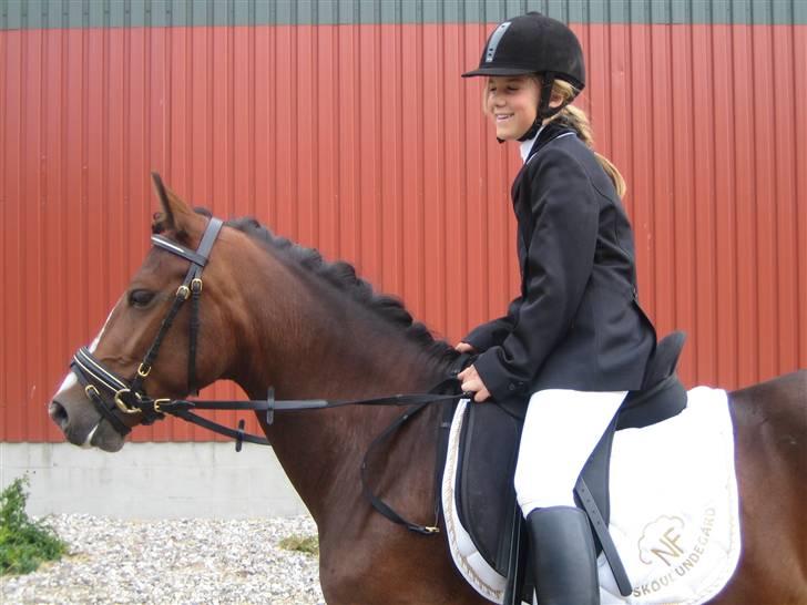 New Forest Fanny - Den smukke pony :) Maribo 30/5 09 billede 1