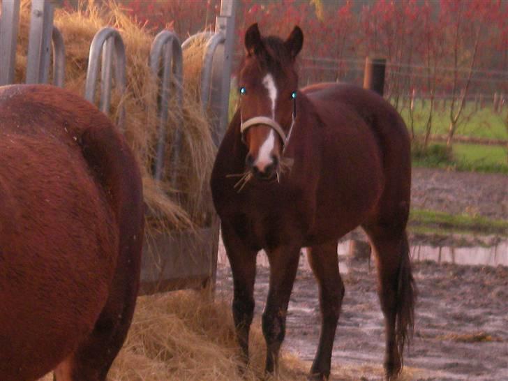 New Forest Fanny - Da hun var 2½ :D billede 3