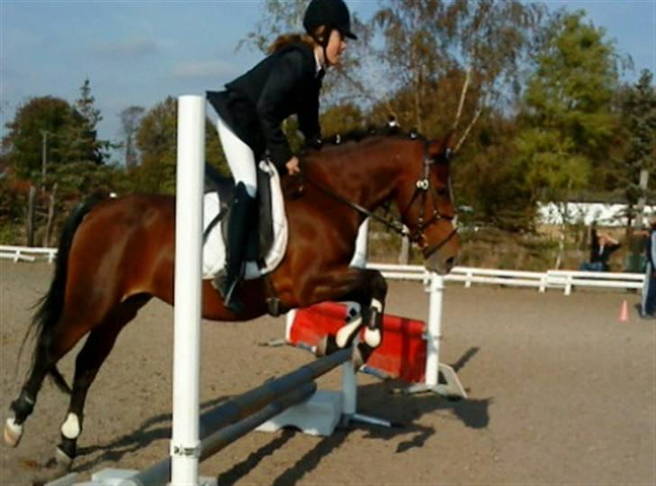 New Forest Fanny - Foto:Helle Nymann :D billede 4