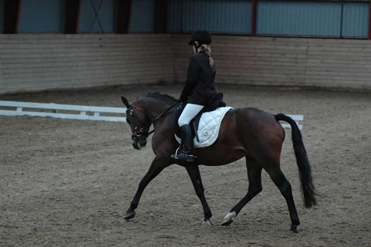 New Forest Fanny - Maribo 30/5 09 billede 5