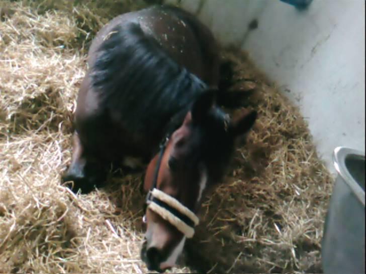 New Forest Fanny - :) billede 6