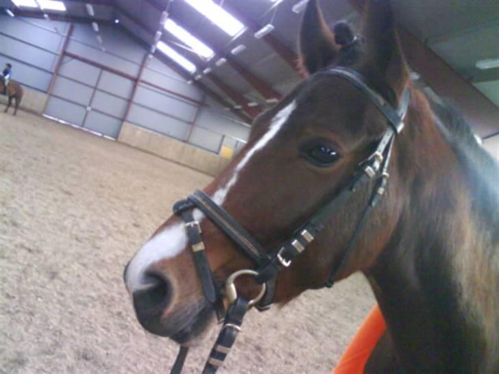 New Forest Fanny billede 7