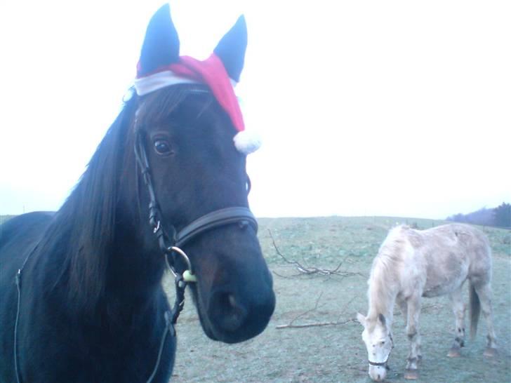 Traver Maggie Buttler*solgt :'(* billede 7