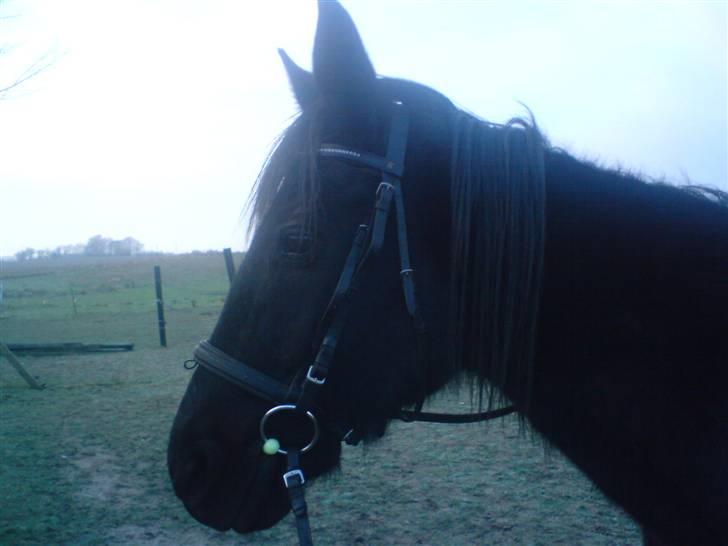 Traver Maggie Buttler*solgt :'(* billede 8