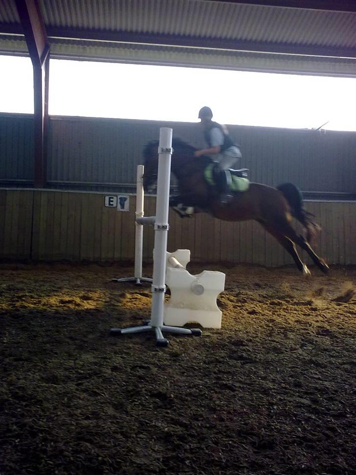 New Forest Fanny - Fanny :D du er så god<3 Ca.1m :D Foto:Nanna;) billede 10