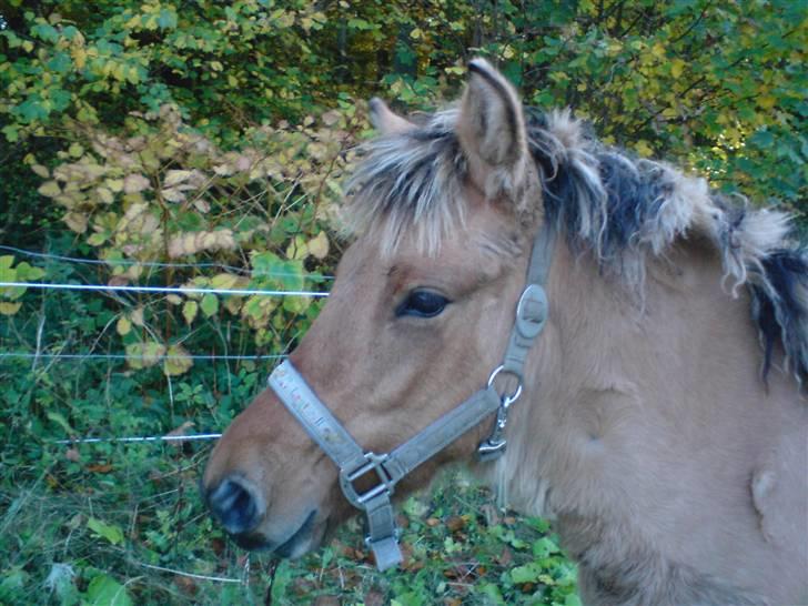 Anden særlig race Bella Missel <3 billede 17