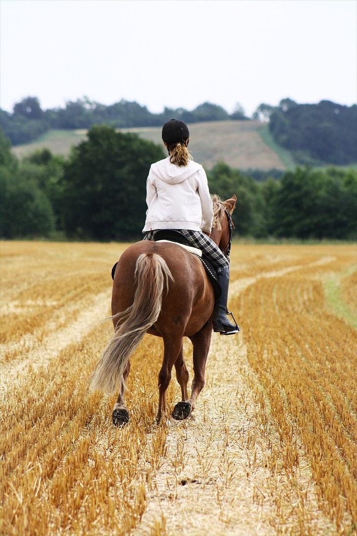 New Forest Damly's Pinocchio -  "Der er mange fisk i havet, men du vil altid være min Nemo." || d. 31/07-10  billede 11