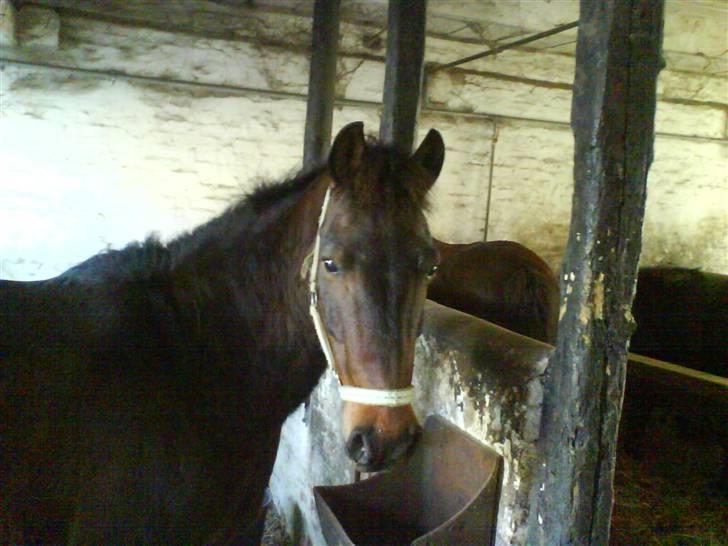 Anden særlig race Bastian "SAVNET" billede 15