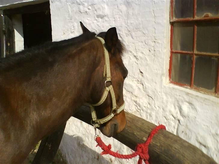 Anden særlig race Bastian "SAVNET" billede 16