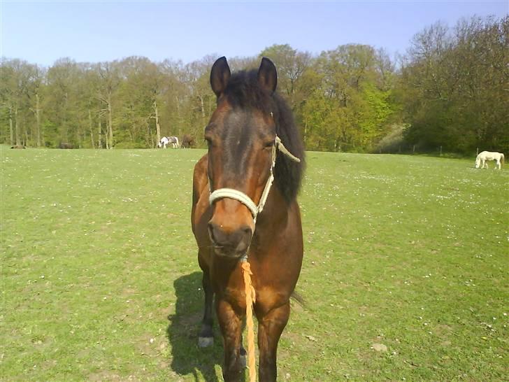 Anden særlig race Bastian "SAVNET" billede 17