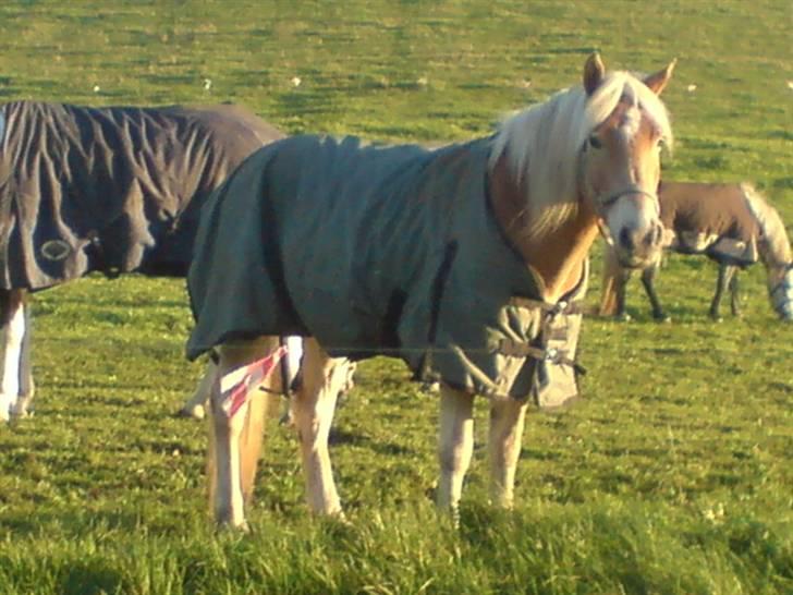 Tyroler Haflinger | Celesta - Solgt. billede 14