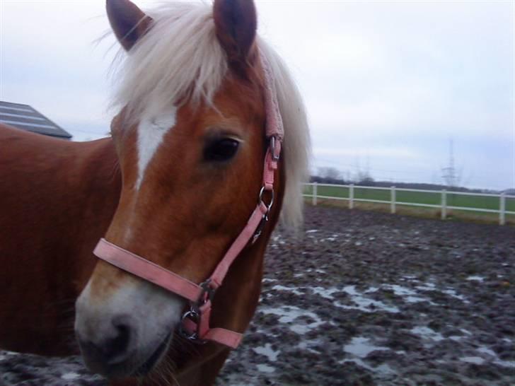 Haflinger stella nova - Du  lysner altid op på en kedelig smat fold. billede 8