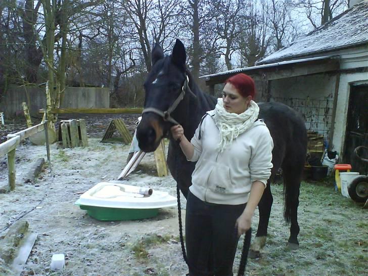 Dansk Varmblod sannig c.s(S.D.I.M) R.I.P billede 1