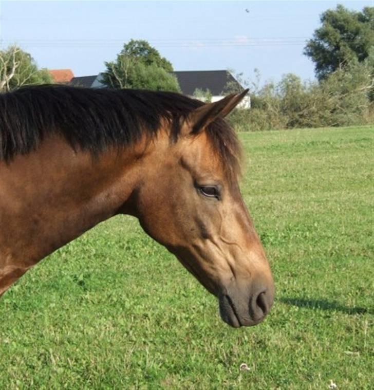 DSP Tiger R.I.P. billede 1