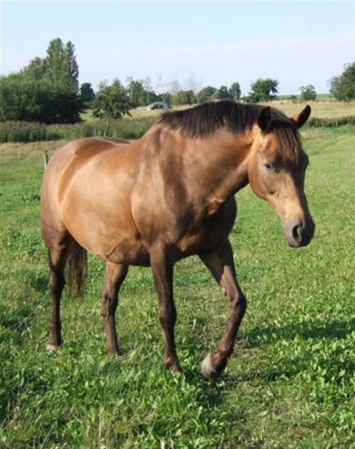 DSP Tiger R.I.P. billede 2