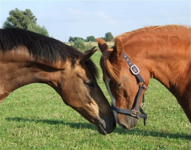 DSP Tiger R.I.P. billede 3