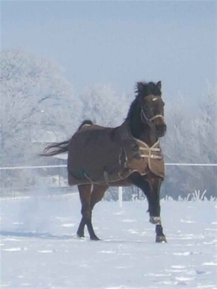 DSP Tiger R.I.P. billede 4