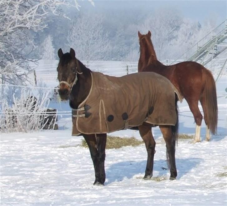 DSP Tiger R.I.P. billede 5