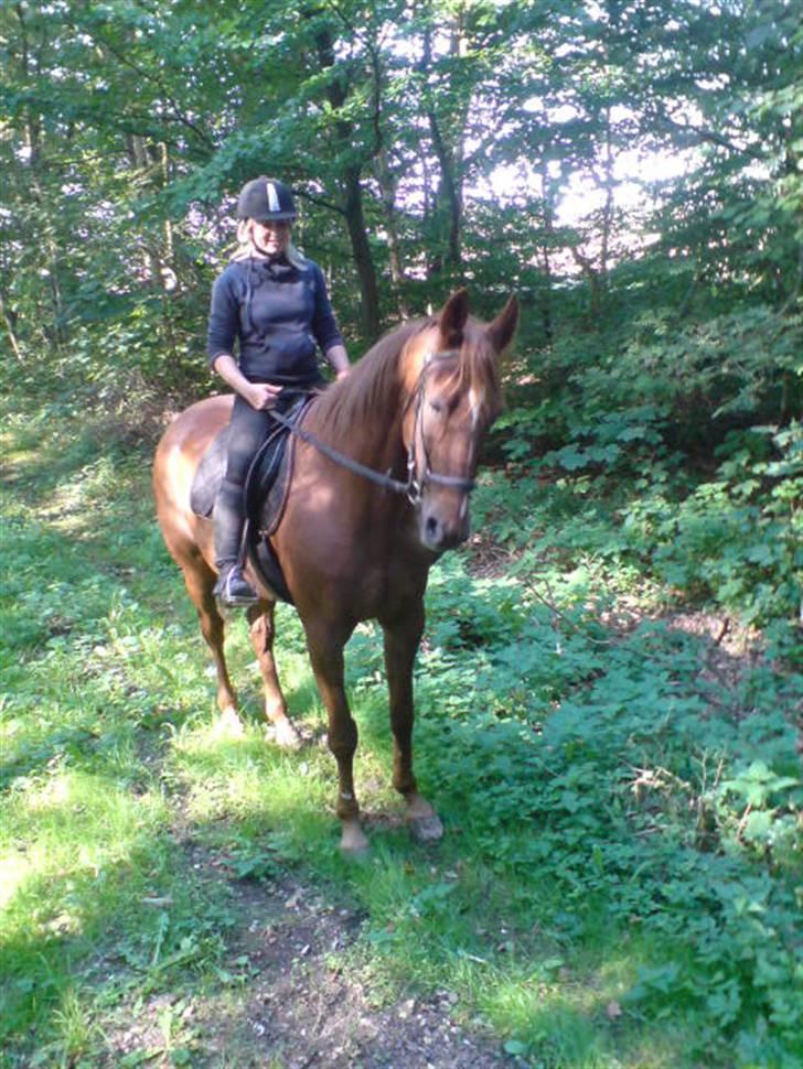 Traver Destany - første ganmg jeg red tur på ham:) billede 1