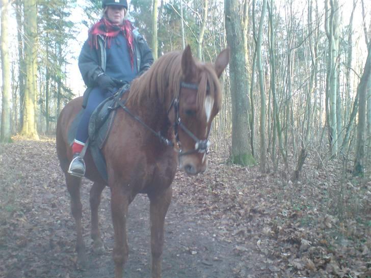 Traver Destany - så fiiin :) billede 4