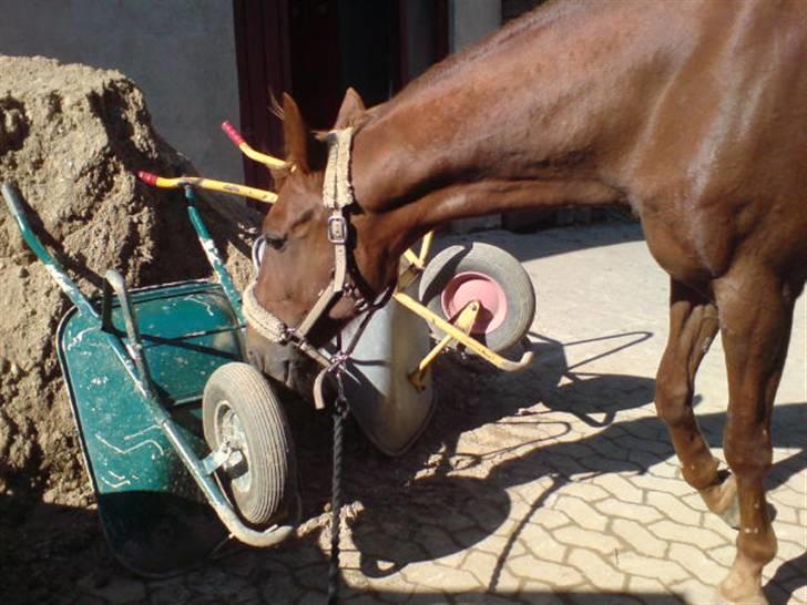 Traver Destany - den var altså mega spænende haha billede 5