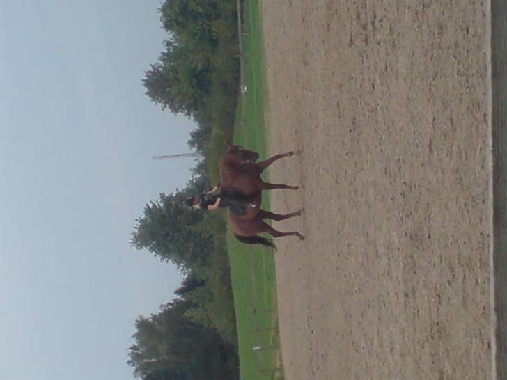 Traver Destany - dressur:) billede 6