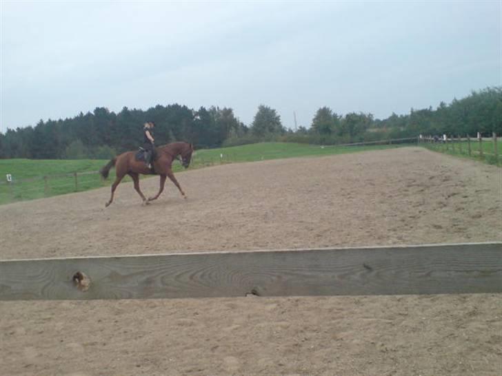 Traver Destany - org han er trav hest er han ikk dygtig:) billede 7