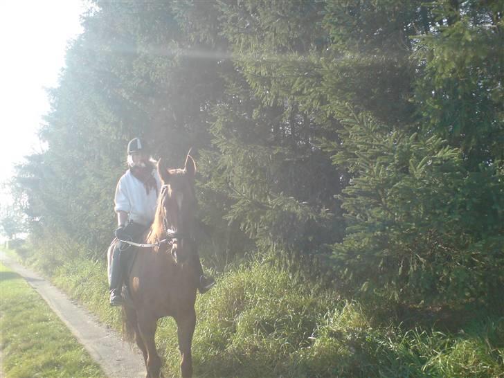 Traver Destany - på vej til skoven billede 9