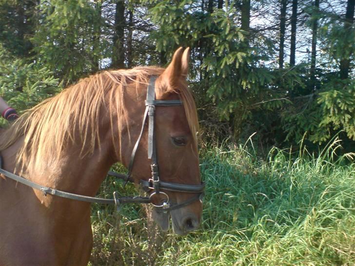 Traver Destany - fiiin:) billede 10