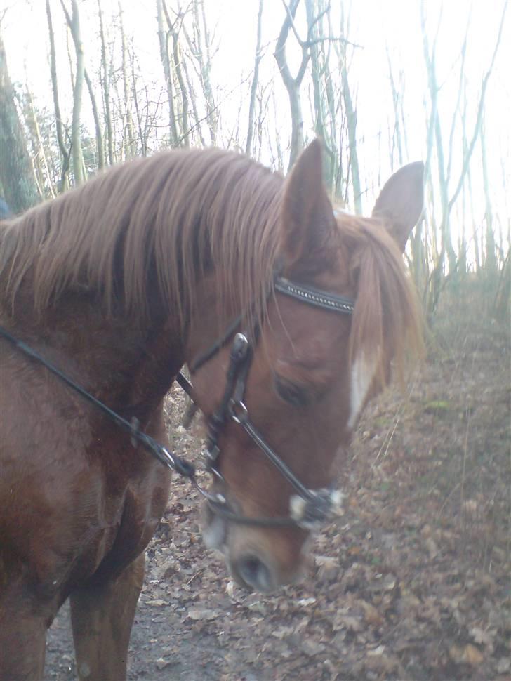 Traver Destany billede 13