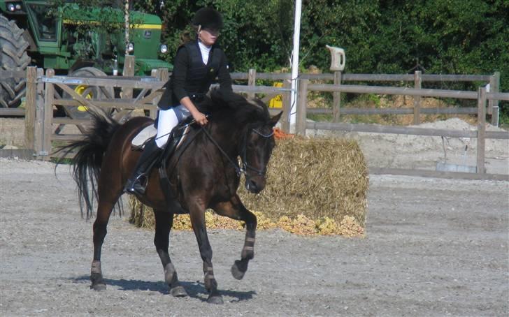 Anden særlig race Daire Girl ¤Grislybjørn¤ - CSC ;) billede 10