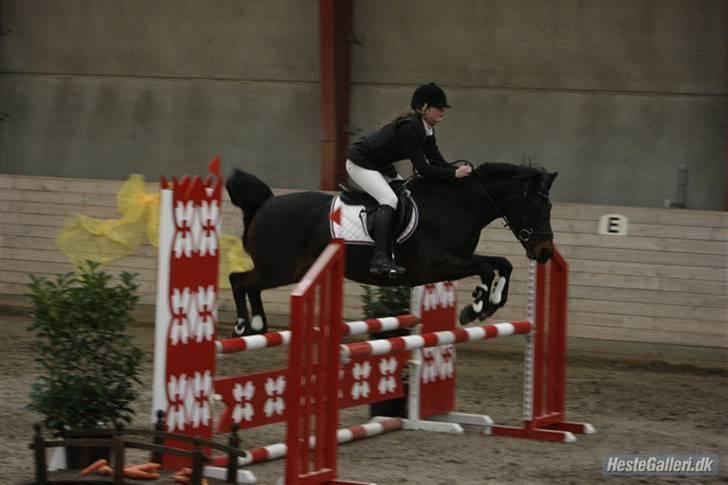 Anden særlig race Daire Girl ¤Grislybjørn¤ - CSC LA  billede 11