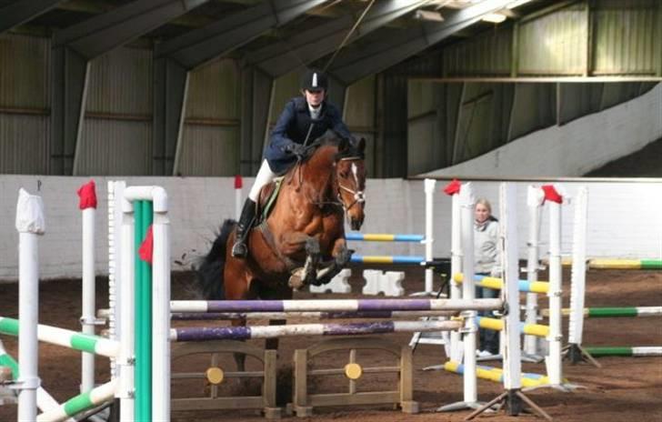 Dansk Varmblod Keevind (solgt)  - LC (:  billede 3