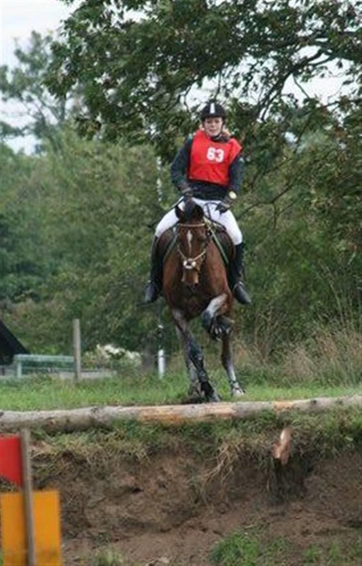 Dansk Varmblod Keevind (solgt)  - Military 08 landsstævne CNC100 fejlfri :D billede 5