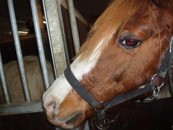 Dartmoor Jessica billede 7