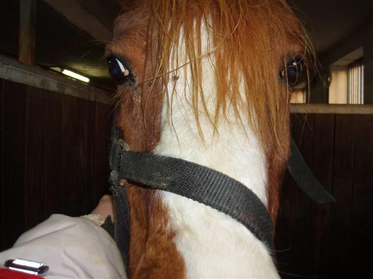 Dartmoor Jessica billede 8