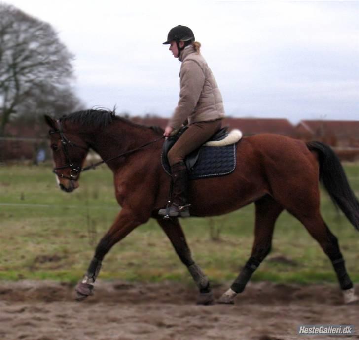 Dansk Varmblod Korupgaard Clarisse  - Velkommen til min profil. Jeg hedder Clarisse billede 1