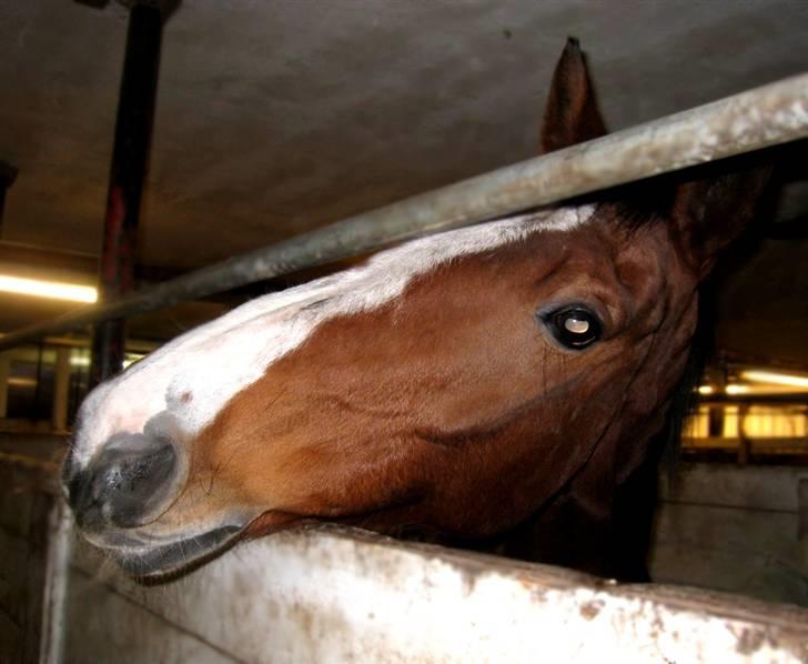 Dansk Varmblod Korupgaard Clarisse  billede 2