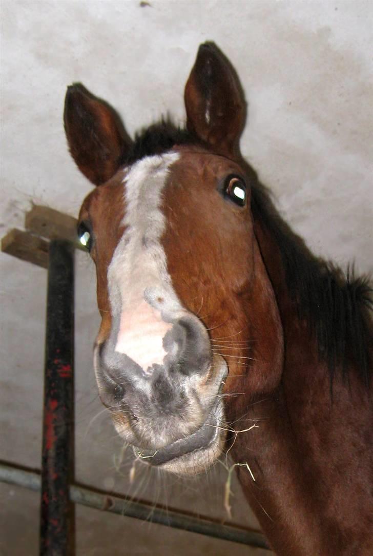 Dansk Varmblod Korupgaard Clarisse  billede 3
