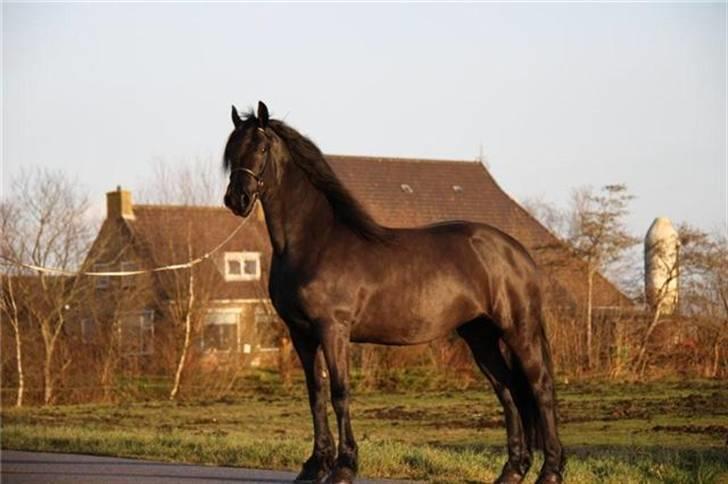 Frieser Quiny *Min baby kommer hjem igen <3 * billede 4