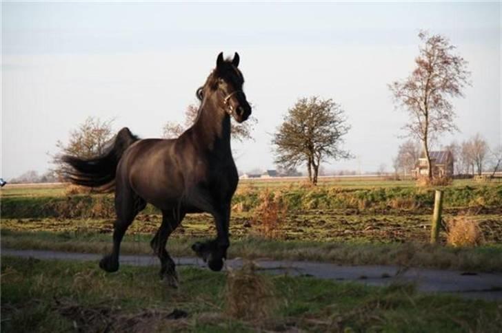 Frieser Quiny *Min baby kommer hjem igen <3 * billede 6
