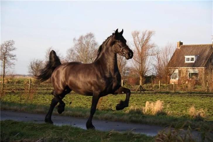 Frieser Quiny *Min baby kommer hjem igen <3 * billede 7