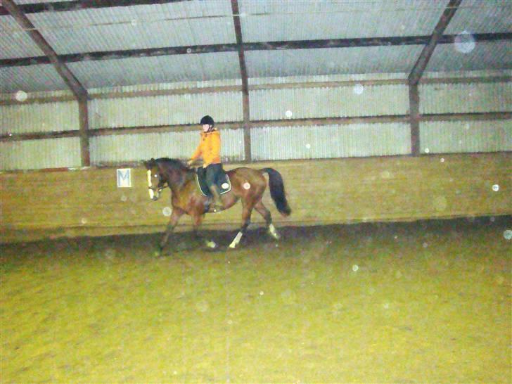 Dansk Varmblod Korupgaard Clarisse  - Første gang jeg så Clarisse billede 4