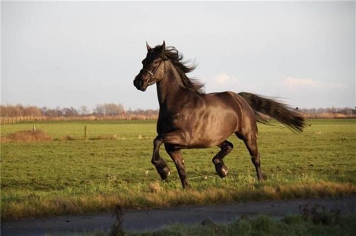 Frieser Quiny *Min baby kommer hjem igen <3 * billede 8